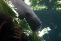 manatee