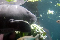 manatee