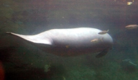 manatee