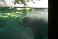 manatee