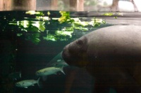 manatee