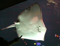 stingray