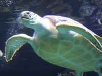 sea turtle