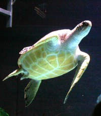 sea turtle