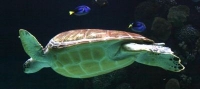 sea turtle