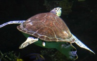 sea turtle