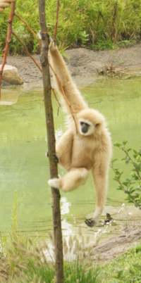 gibbons