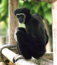 gibbons