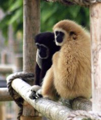 gibbons