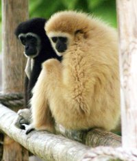 gibbons