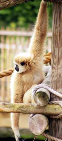 gibbons