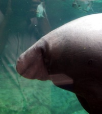 manatee