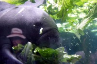 manatee