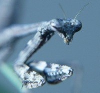 praying mantis