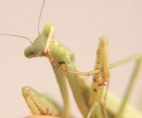 Praying mantis