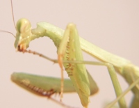 Praying mantis