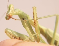 Praying mantis