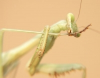 Praying mantis