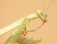 Praying mantis