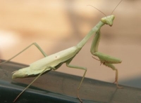 Praying mantis