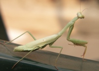 Praying mantis