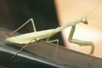 Praying mantis