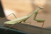 Praying mantis