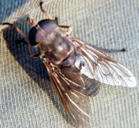 horsefly pic