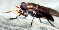 horsefly pic