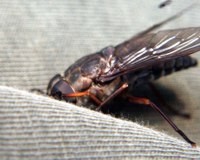 horsefly pic