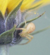 yellow crab spider