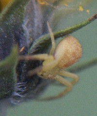 yellow crab spider