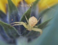 yellow crab spider