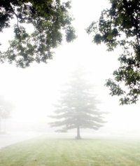 foggy trees