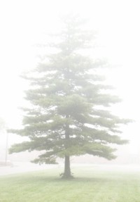 foggy trees