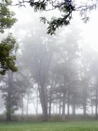 foggy trees