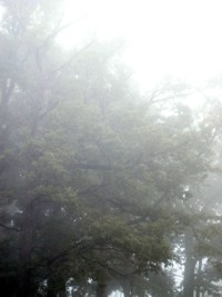 foggy trees