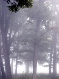 foggy trees