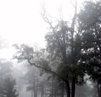 foggy trees