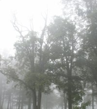 foggy trees