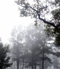 foggy trees