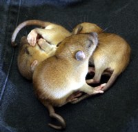 baby rodent photos