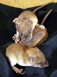 baby rodent photos