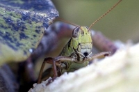 grasshopper photo