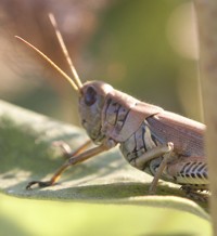 grasshopper photo