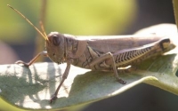 grasshopper photo