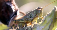 grasshopper photo
