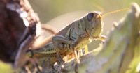 grasshopper photo