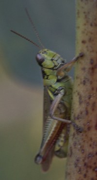 grasshopper photo