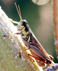 grasshopper photo